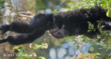 Siamang (with infant) @ Jln Girdle