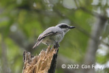 Woodshrike, Large @ The Old Road