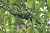 Leafbird, Greater Green (female) @ The Gap