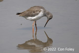 Redshank, Common @ Sungei Buloh