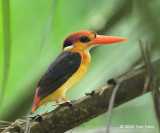 Kingfisher, Black-backed @ Windsor Nature Park