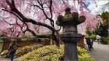 Brooklyn Botanic Garden Cherry blossom 2022
