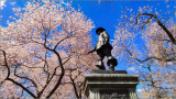 Central Park Cherry blossom 2022