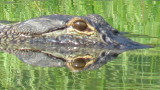 REPTILES