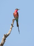 Carmine bee-eater