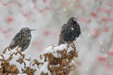 Winter_ Birds,Landscapes and more