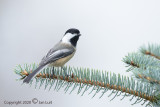 Black-capped Chickadee