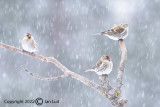 Common Redpoll