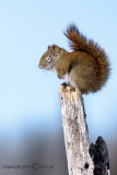 Red Squirrel