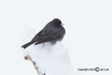 Dark-eyed Junco