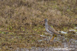 Greater Yellowlegs