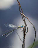 DRAGONFLIES IN FINLAND