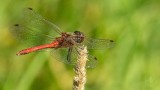 DRAGONFLIES IN FINLAND