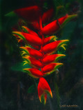 Heliconia