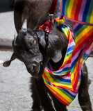 Proud Goat