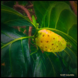 Noni Fruit