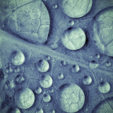Ode to Rain