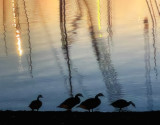 Ducks enjoying evening light