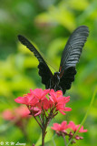 Papilio memnon DSC_9245