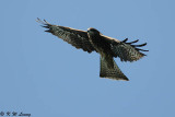 Black Kite DSC_9870