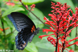 Papilio memnon DSC_2333