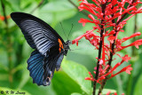 Papilio memnon DSC_2329