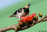 Black-collared starling DSC_5621