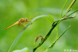 Dragonfly DSC_7512