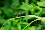 Orthetrum sabina sabina DSC_7539