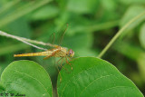 Dragonfly DSC_8383