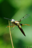 Dragonfly DSC_8614