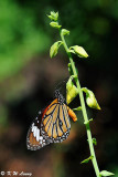 Danaus genutia DSC_9828