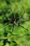 Nephila pilipes DSC_9862