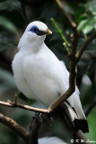 Bali Myna DSC_0174