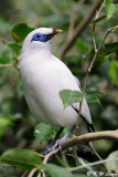 Bali Myna DSC_0160