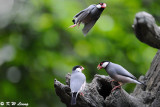 Java sparrow DSC_1034