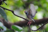 Java sparrow DSC_1324