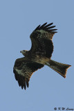 Black Kite DSC_1833