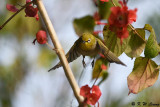 Japanese White-eye DSC_7649