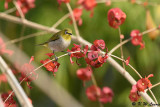 Japanese White-eye DSC_7662