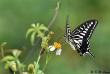 Papilio xuthus DSC_4036