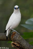 Bali Myna DSC_6466