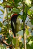 Scarlet-backed Flowerpecker DSC_0795