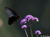 Papilio memnon DSC_9325
