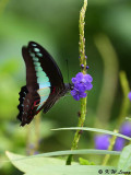 Graphium sarpedon DSC_1690