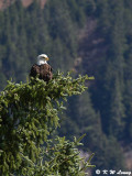 Bald eagle DSC_4379