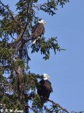 Bald eagles DSC_4304