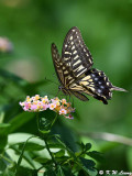 Papilio xuthus DSC_2134