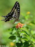Papilio xuthus DSC_1635