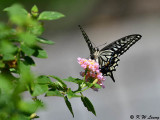 Papilio xuthus DSC_1795